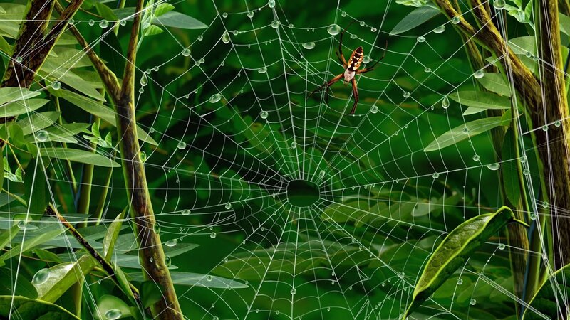 spider in dew-covered web