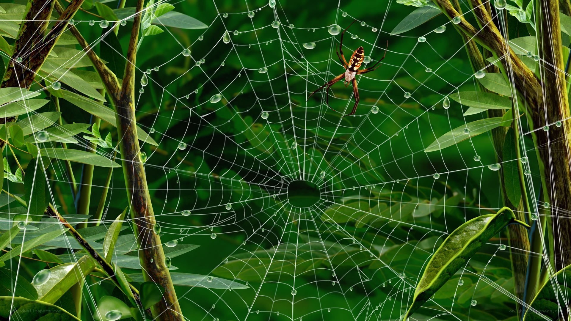 spider in dew-covered web