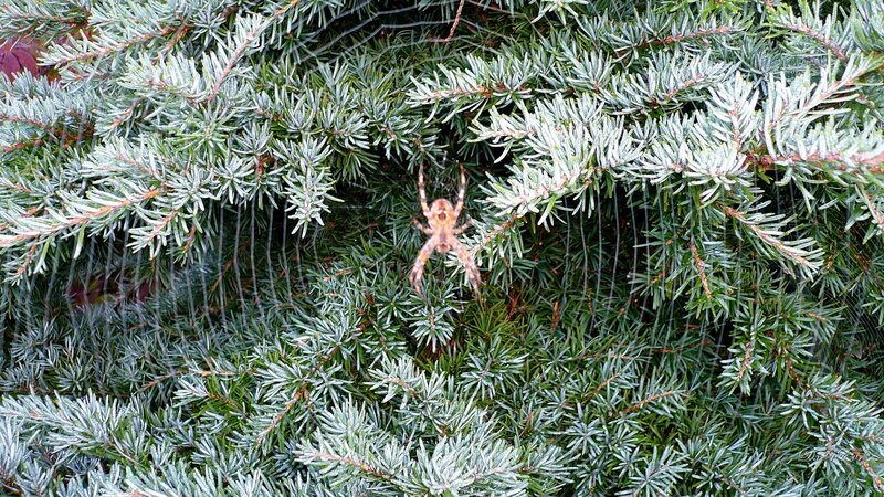 Spider in evergreen branches