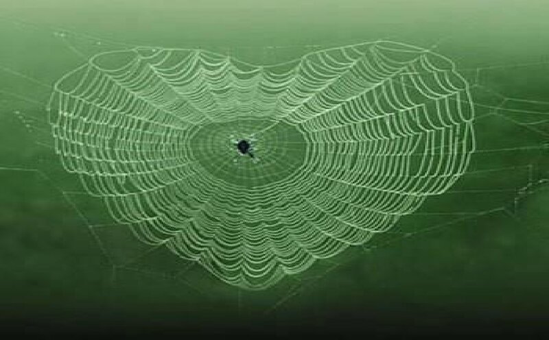 Spider in Heart-shaped Web