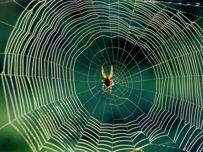 spider in its web