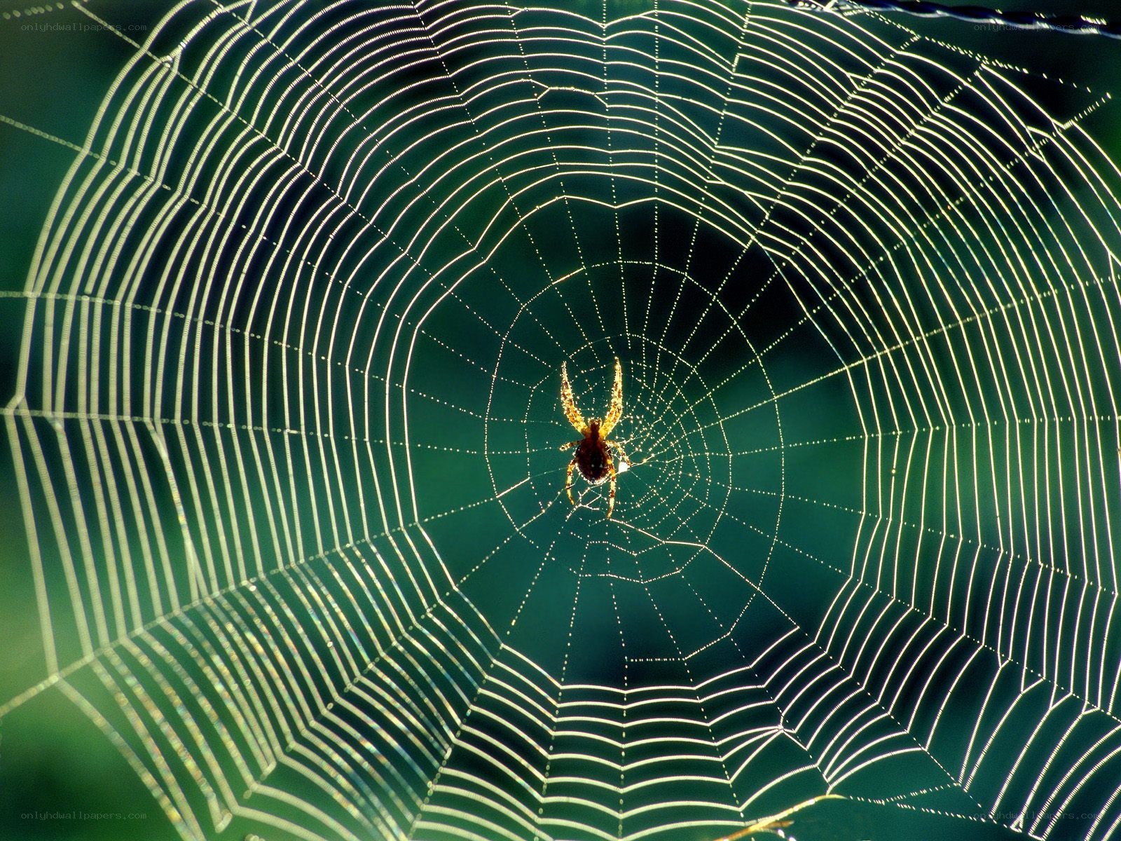 spider in its web
