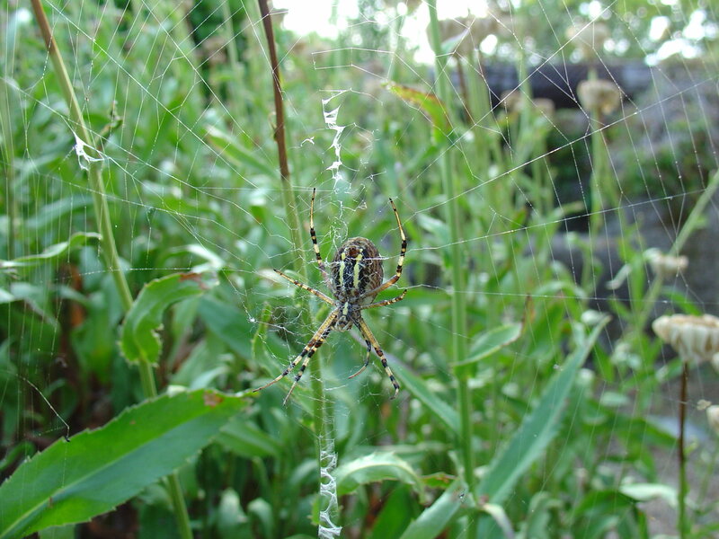 spider in its web
