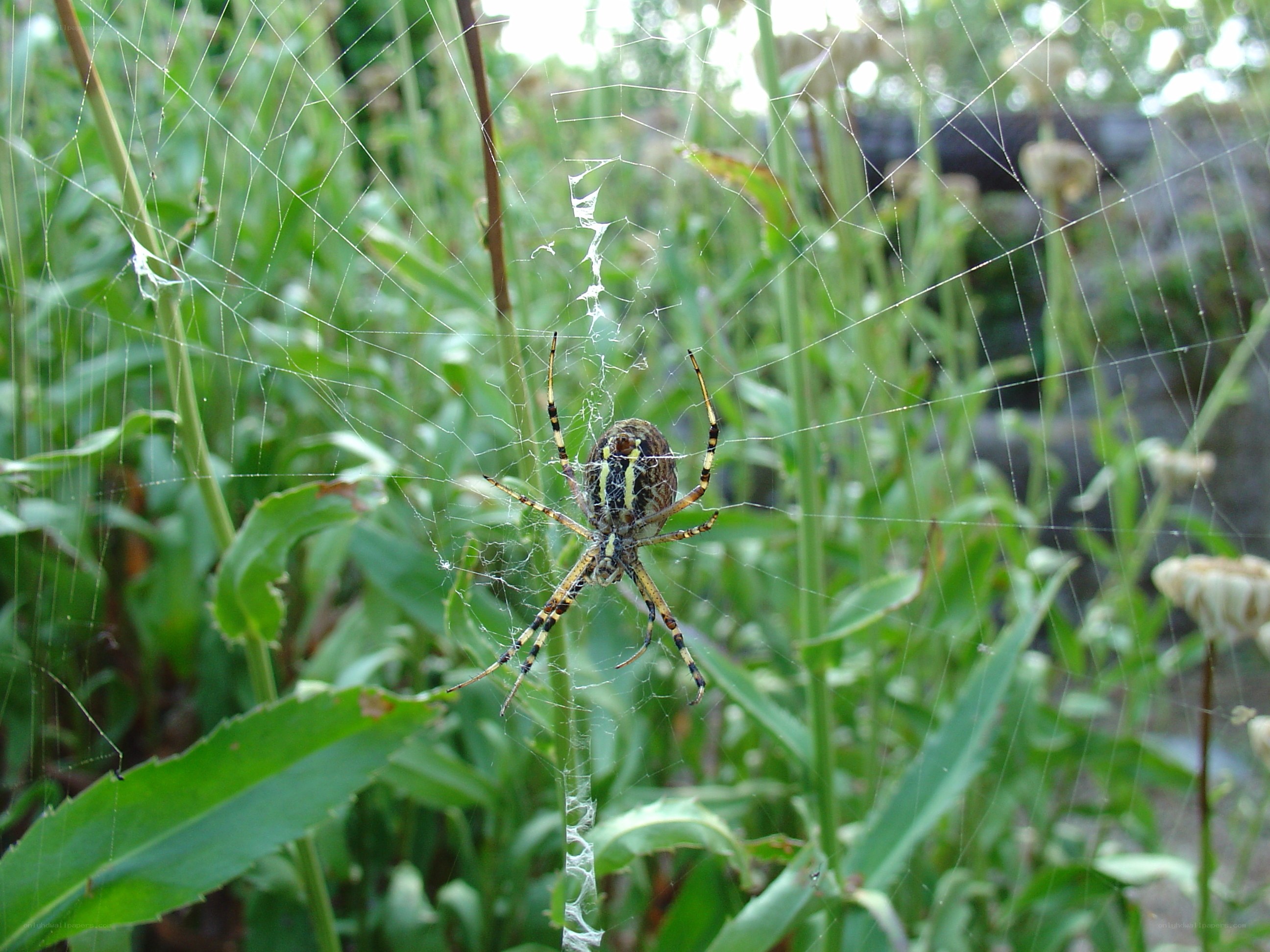 spider in its web