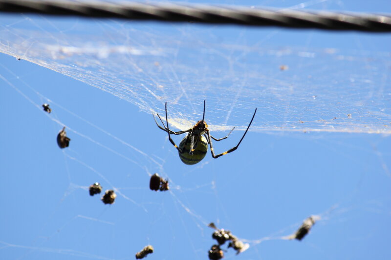 Spider in its web