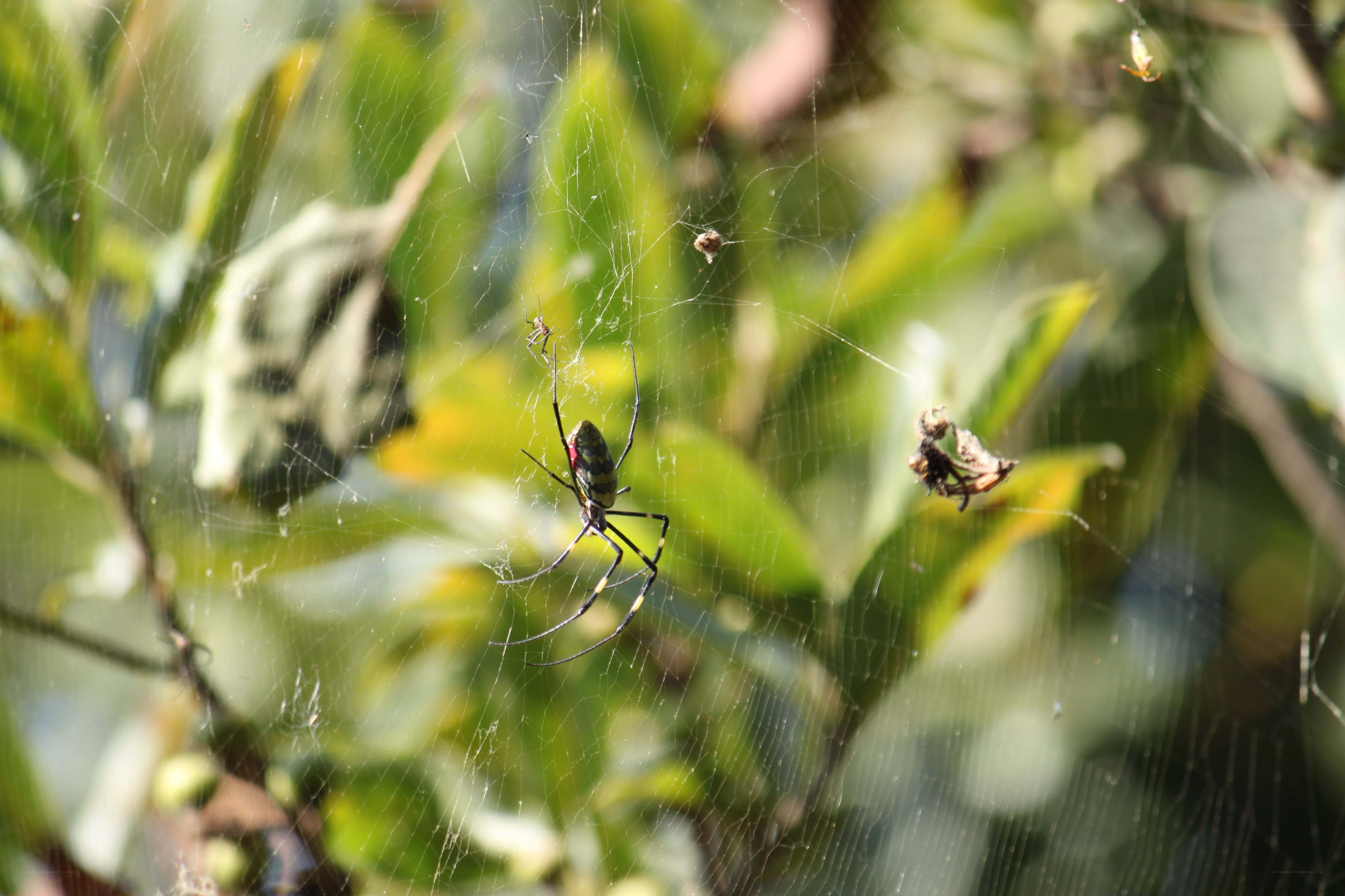 Spider in its web