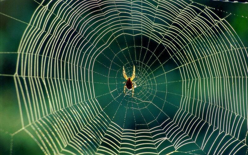 Spider in its web