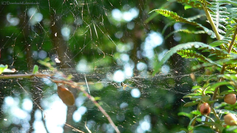 Spider in its web