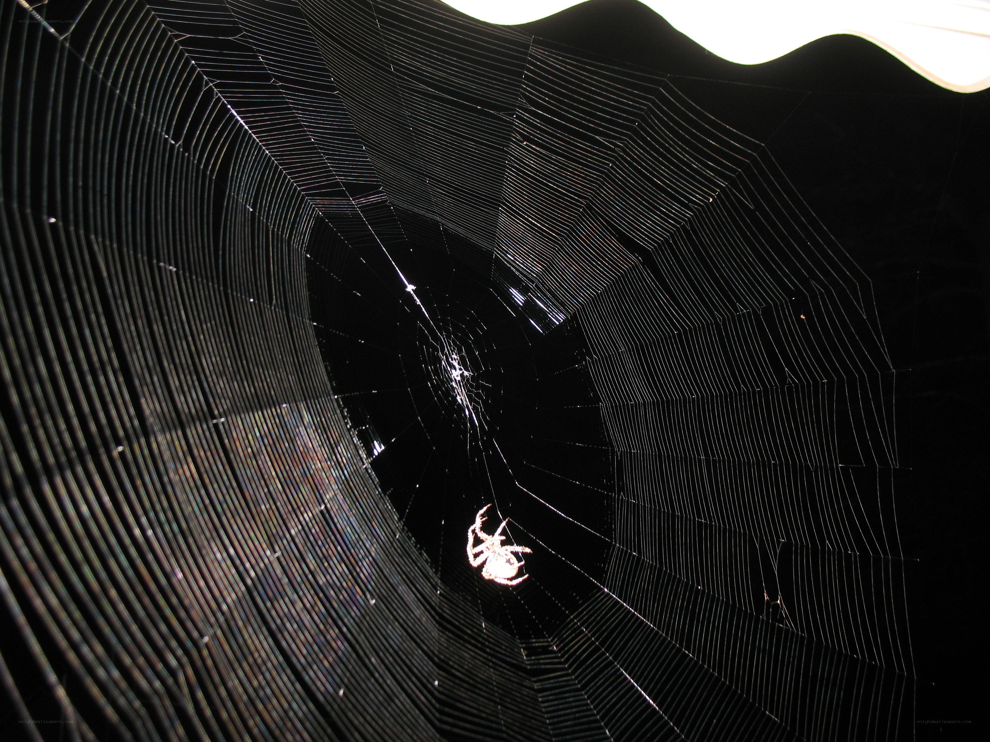 Spider in its web at night