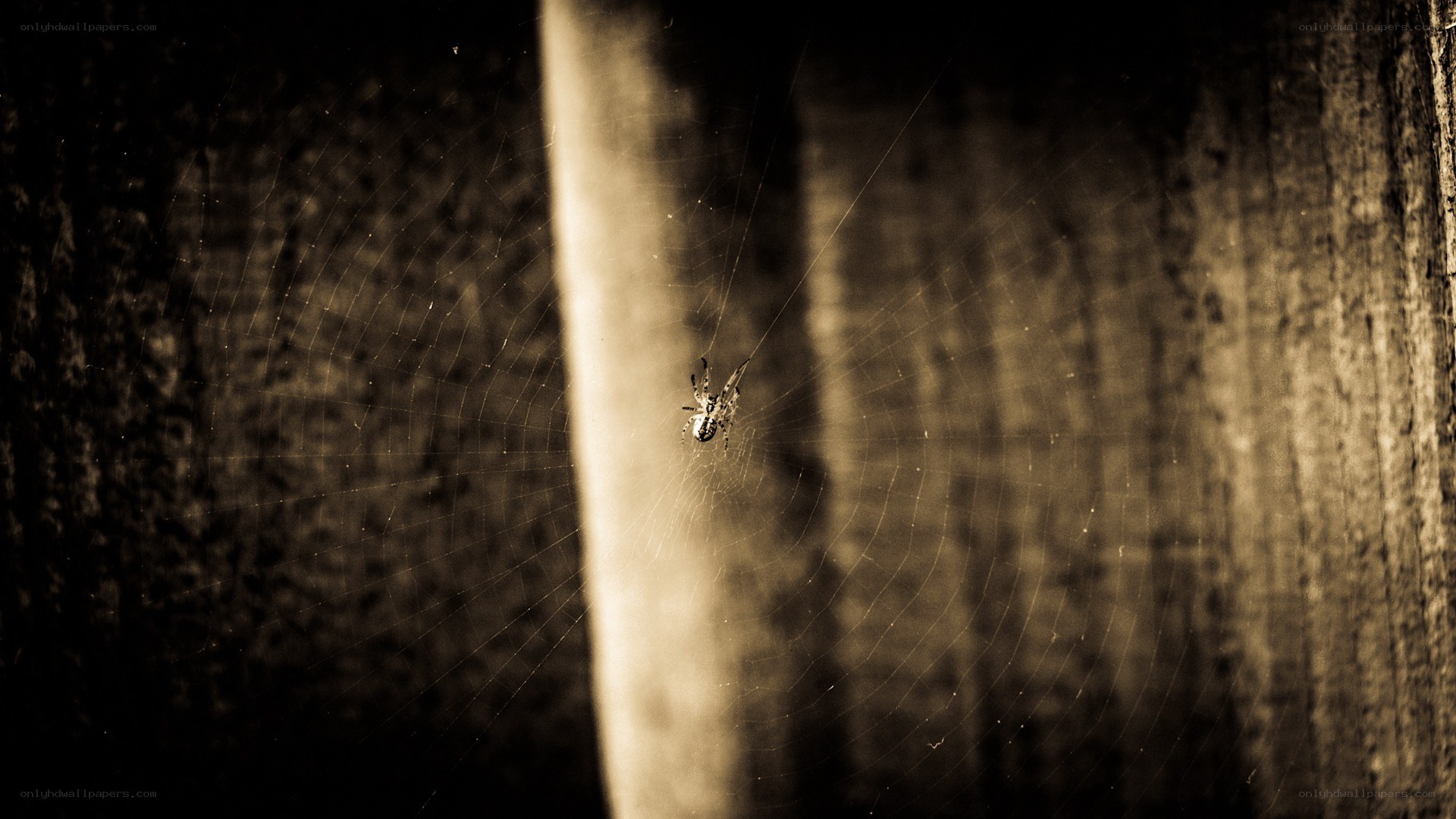 spider in its web at night