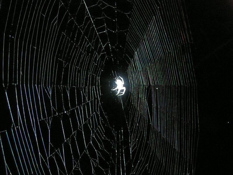 Spider in its web at night