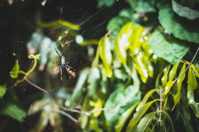 Spider in its web