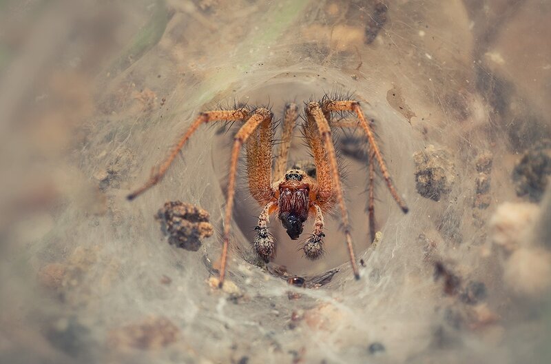 Spider in its web tunnel