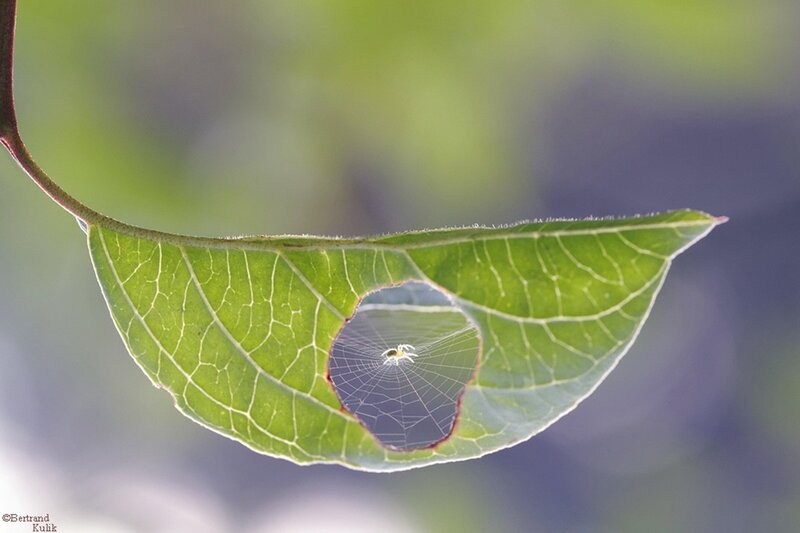 Spider in Leaf Web