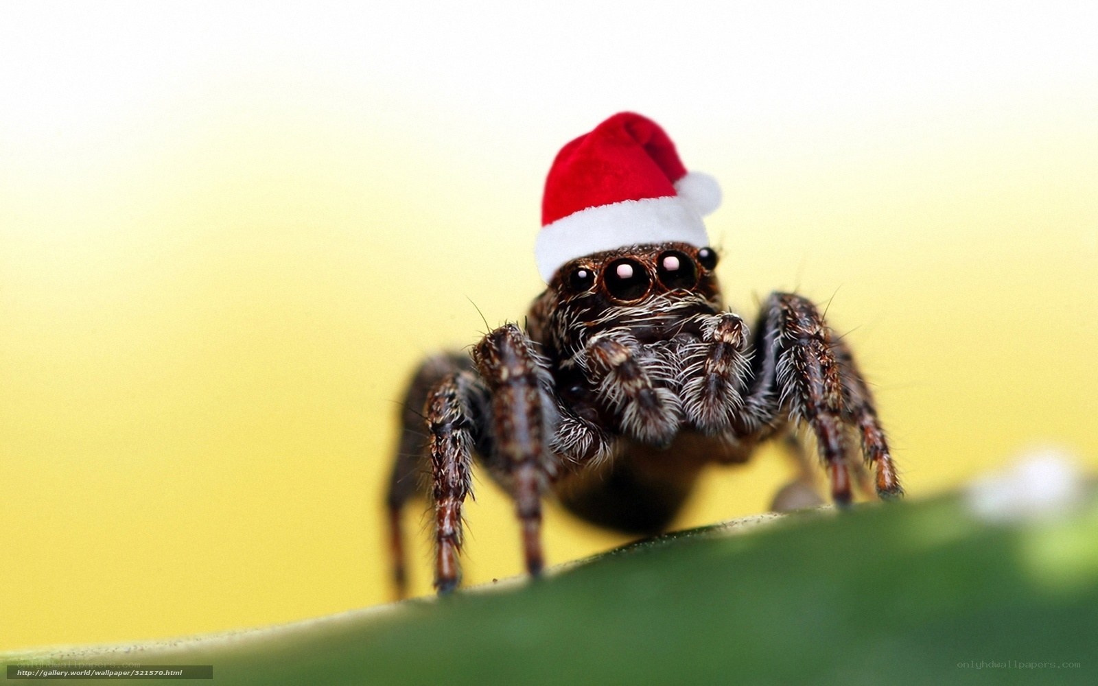 spider in santa hat