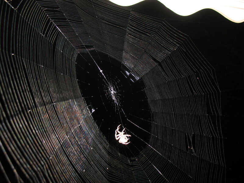 Spider in Web — Black
