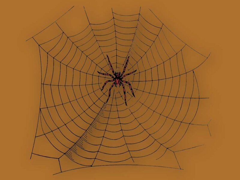 Spider in Web — Brown