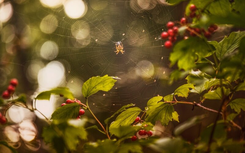 Spider in Web — Green, Serene, Afternoon, Photograph