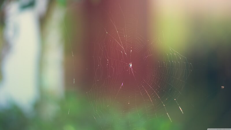 Spider in Web — Green, Serene, Afternoon