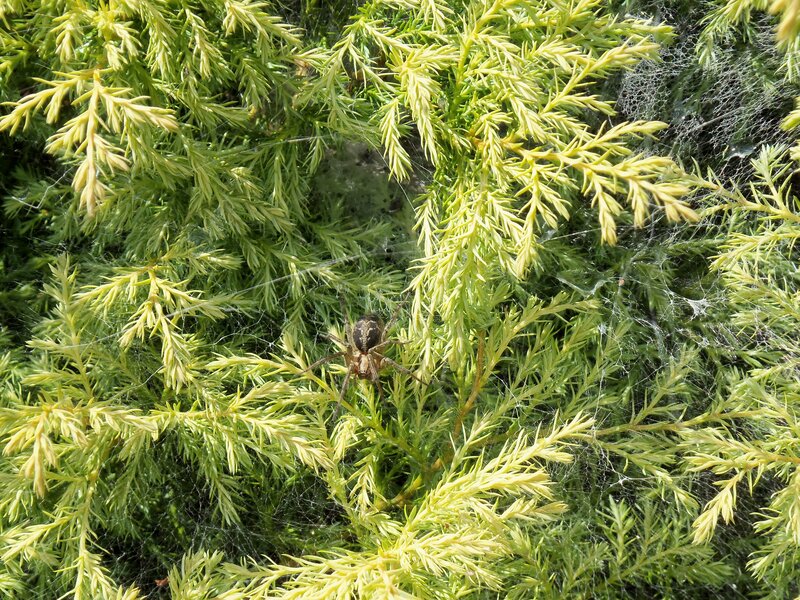 Spider in Web on Bush