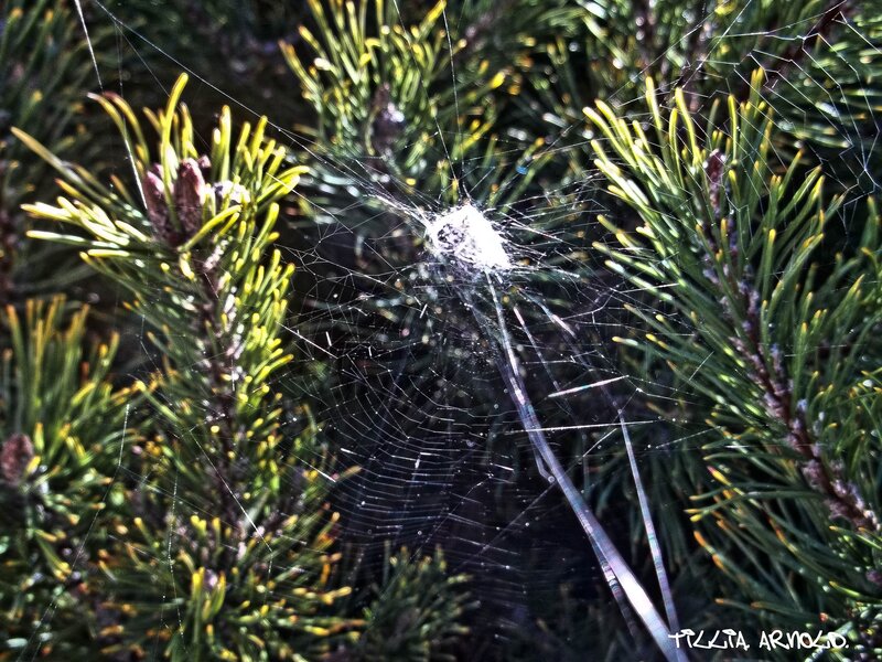 Spider in Web on Pine