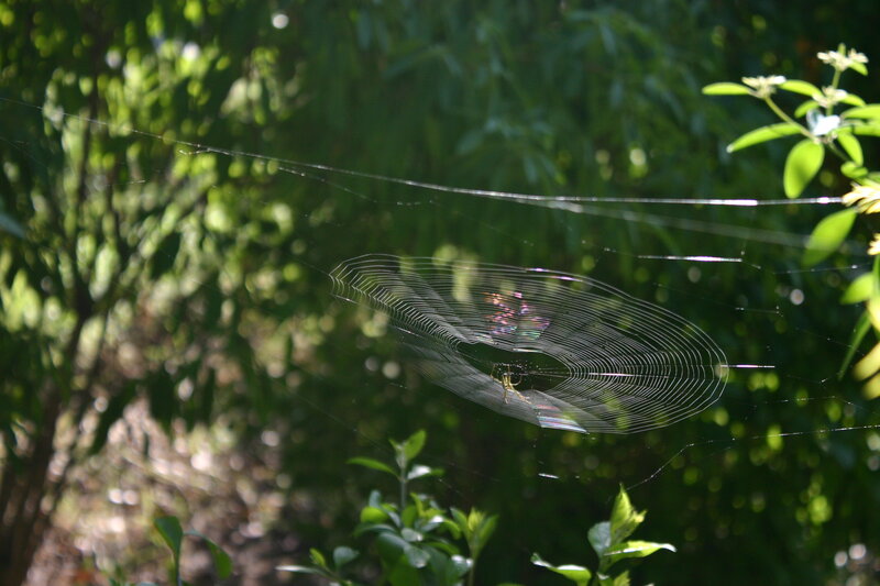 Spider in Web