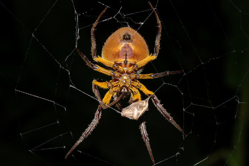 spider in web with prey