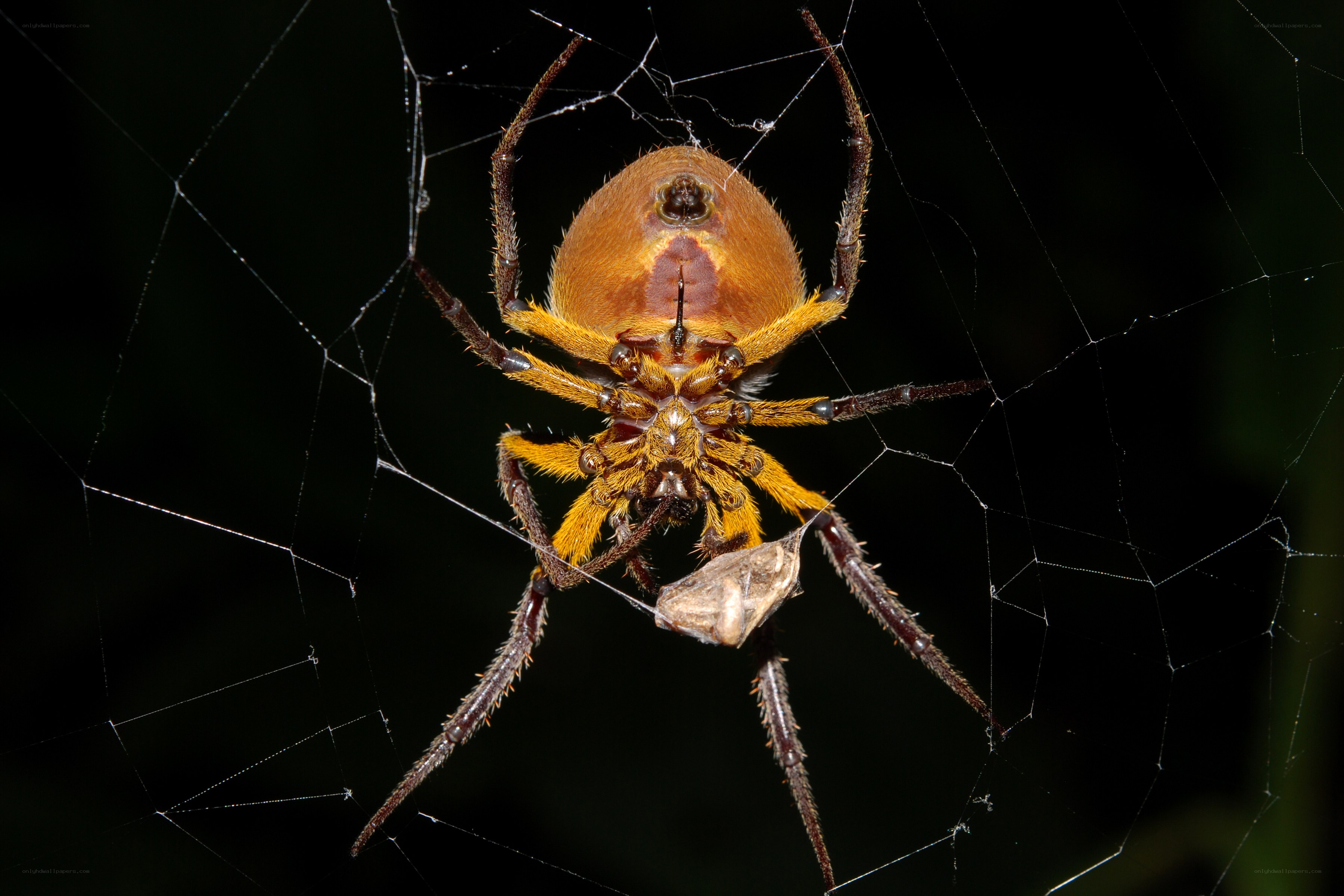 spider in web with prey