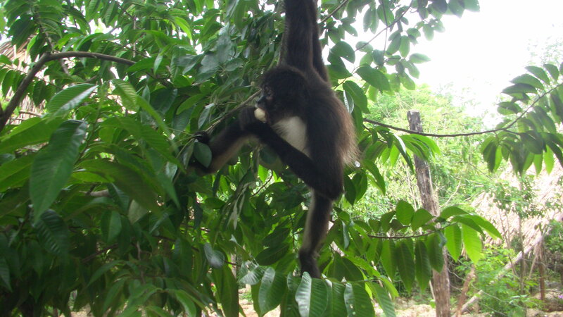 Spider Monkey Eating Fruit