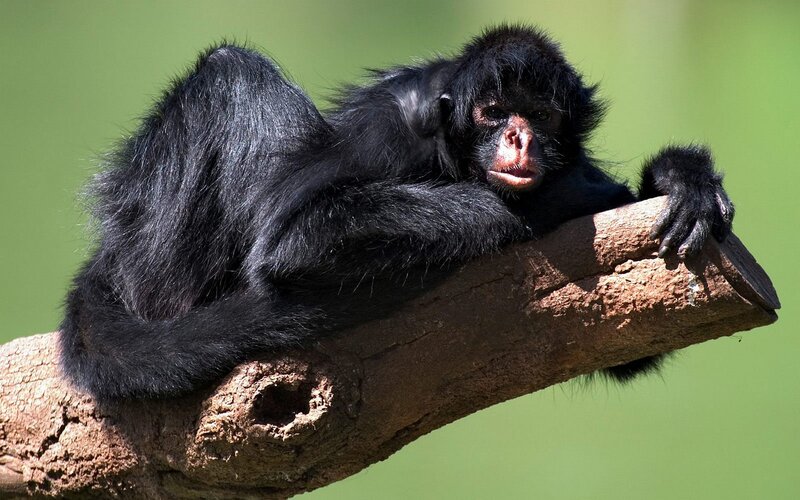 Spider monkey on a branch