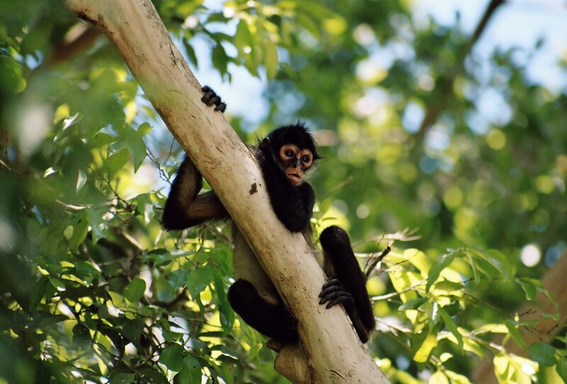 Spider monkey on tree branch