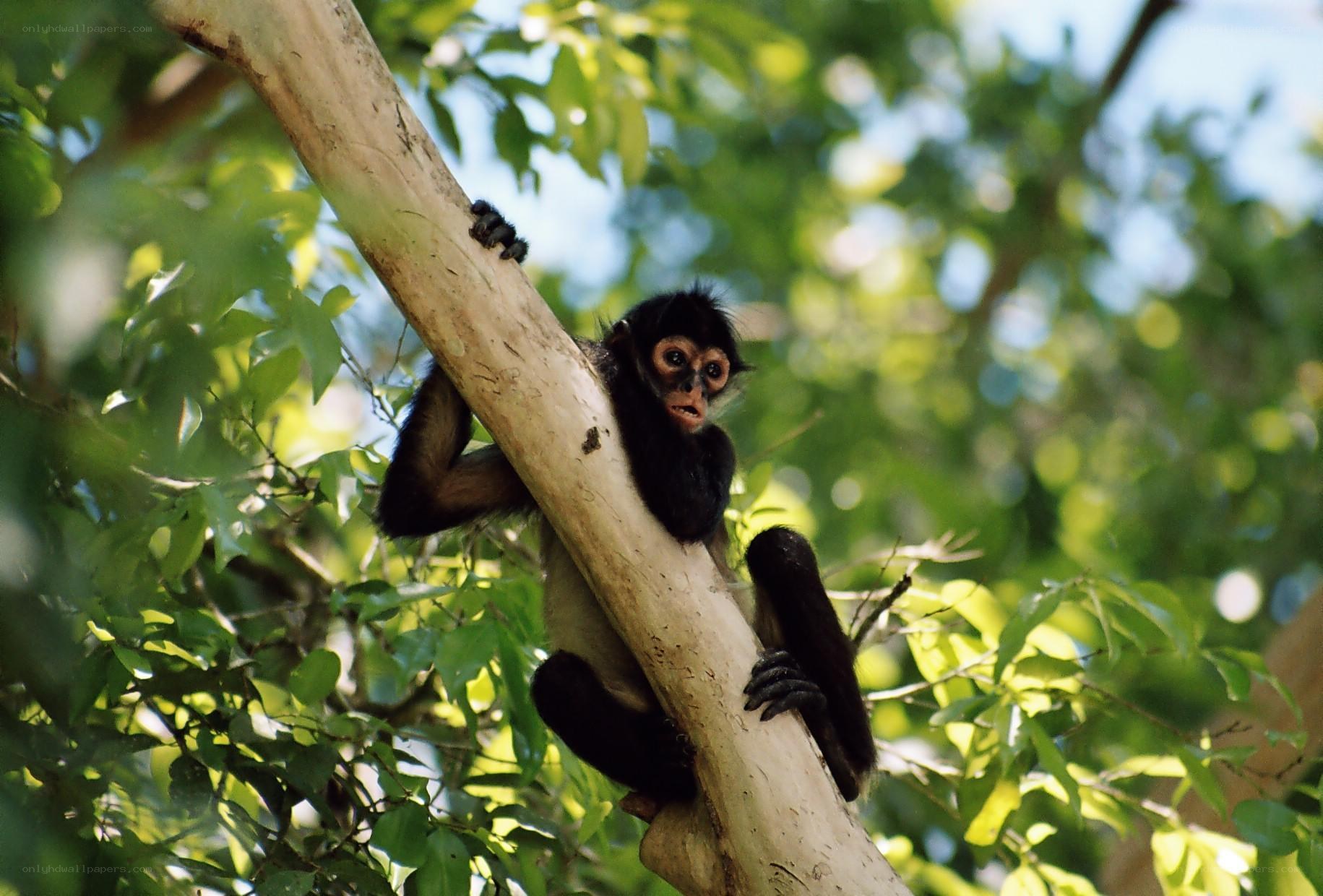 Spider monkey on tree branch