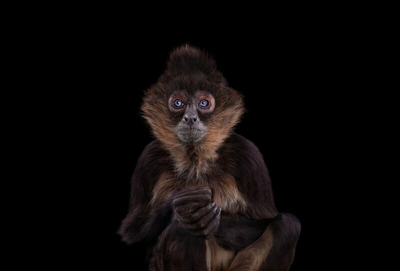 Spider Monkey