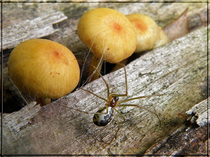 spider near mushrooms on wood