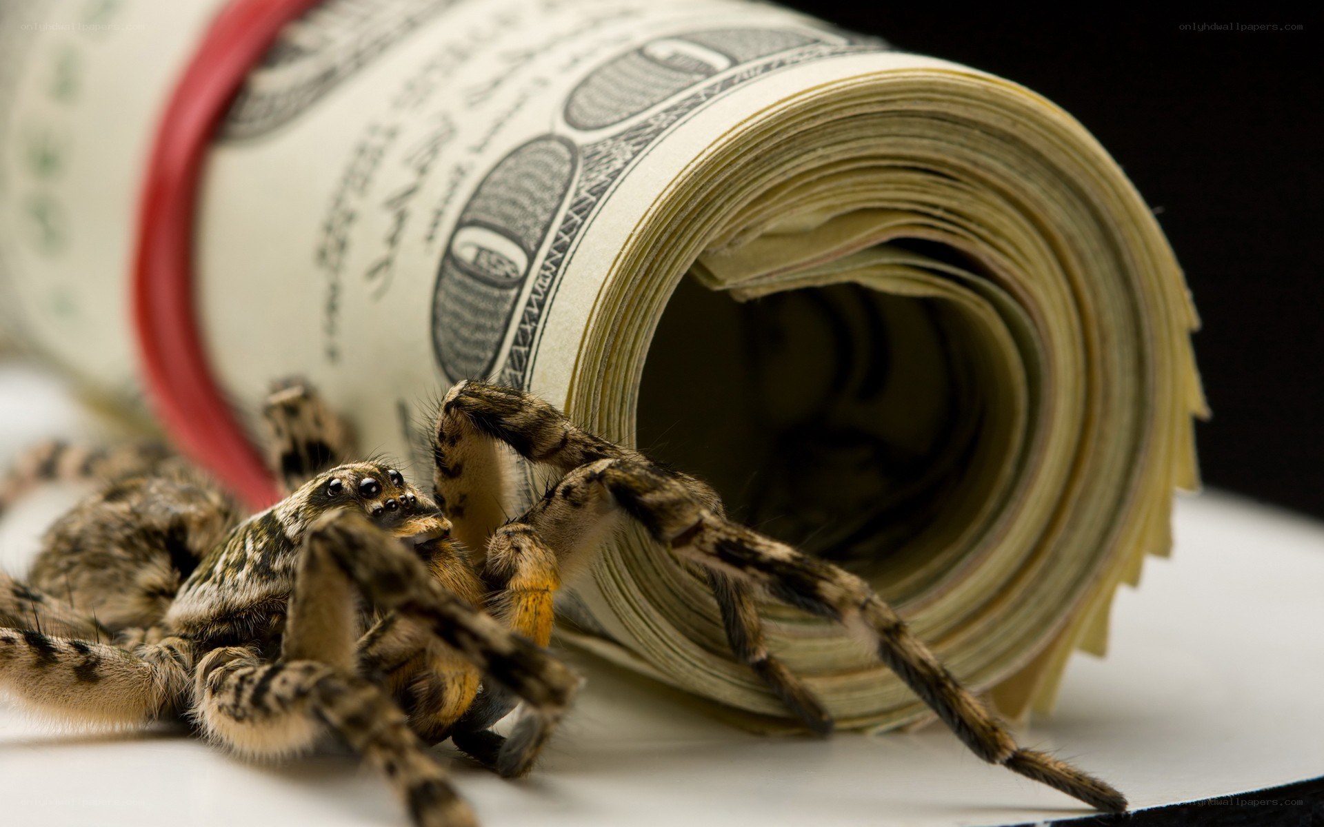 Spider near rolled money