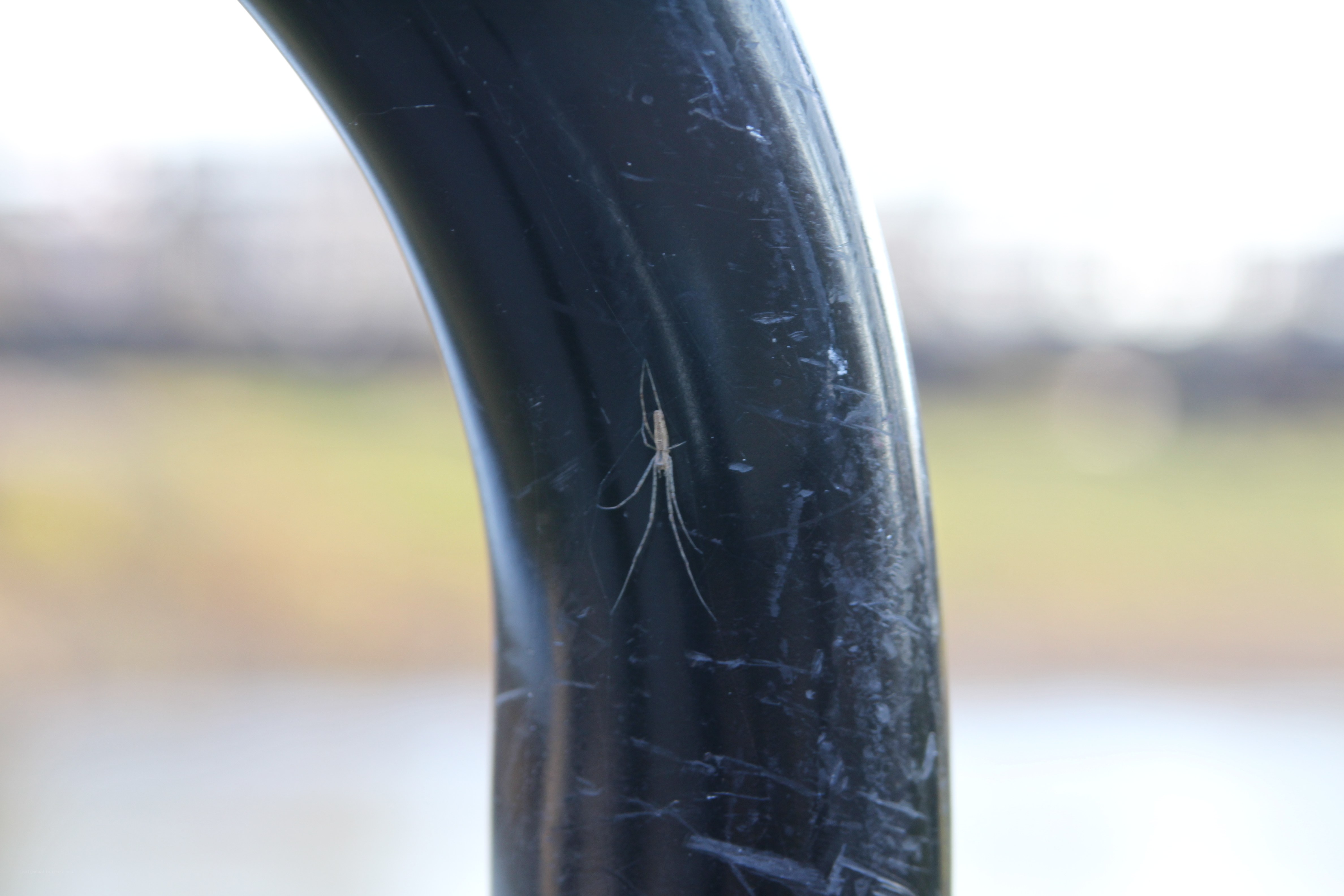 Spider on a black pole