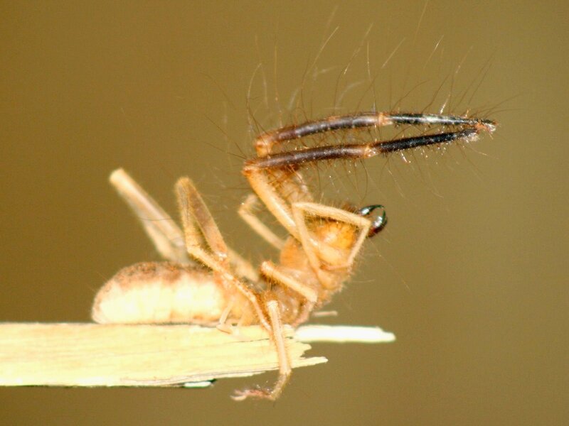 spider on a blade of grass