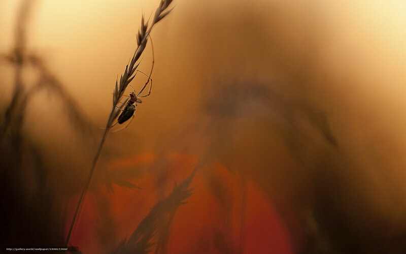 Spider on a blade of grass