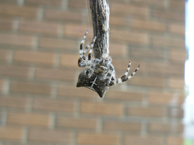 spider on a branch