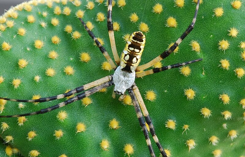 spider on a cactus