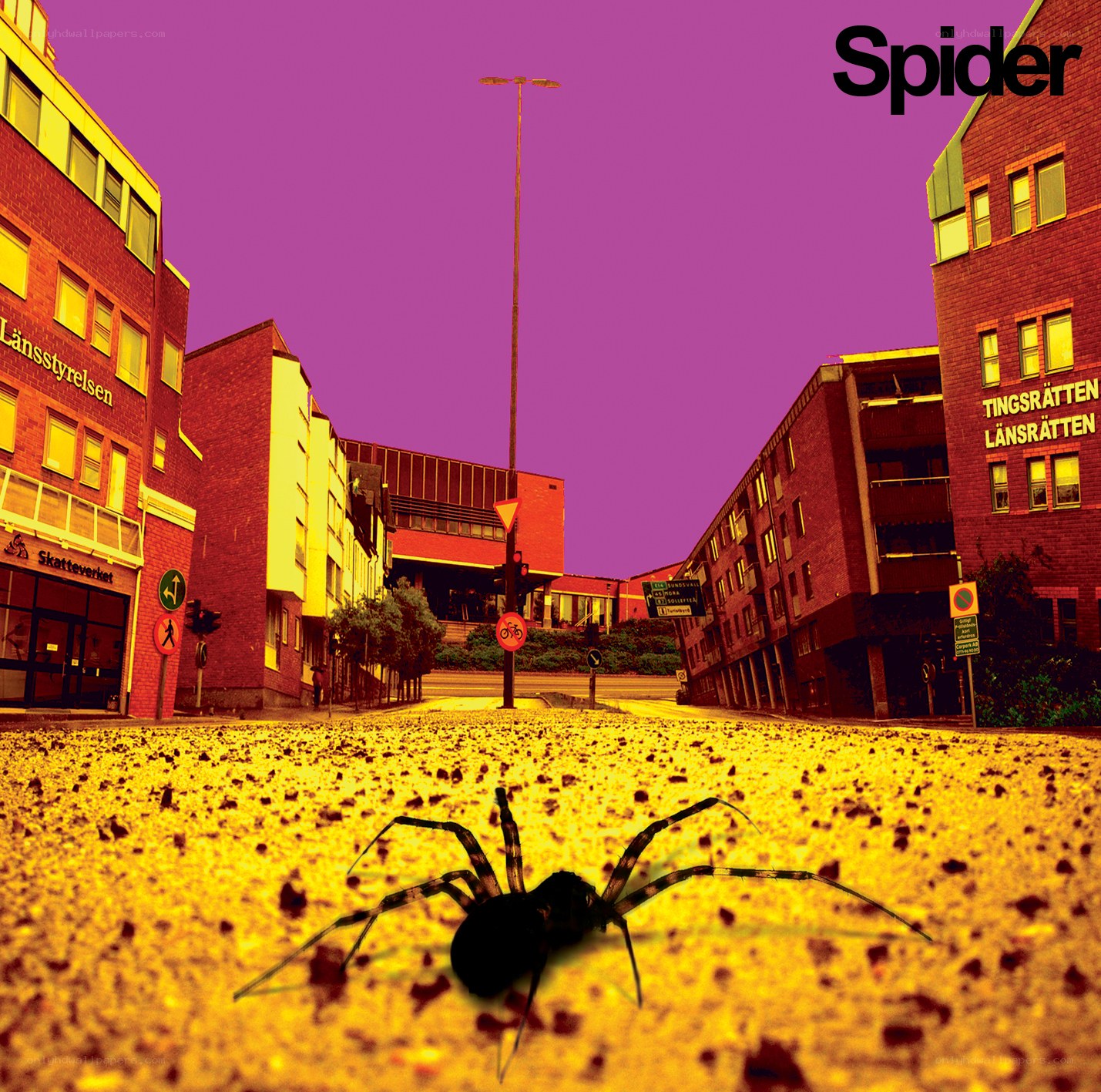 Spider on a city street