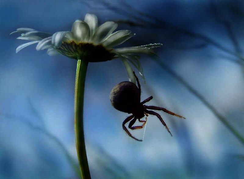 Spider on a daisy flower