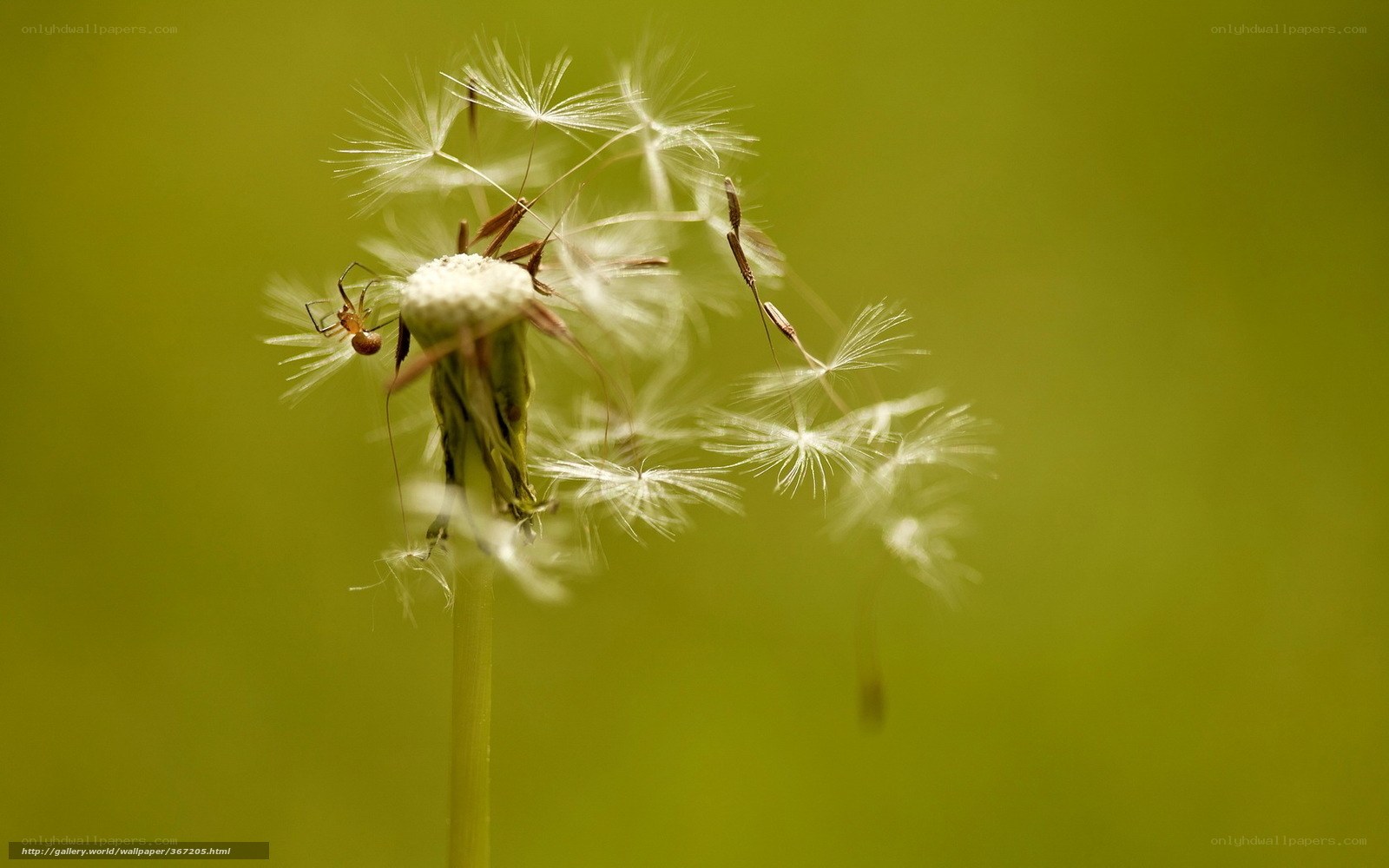 Spider on a dandelion seed head