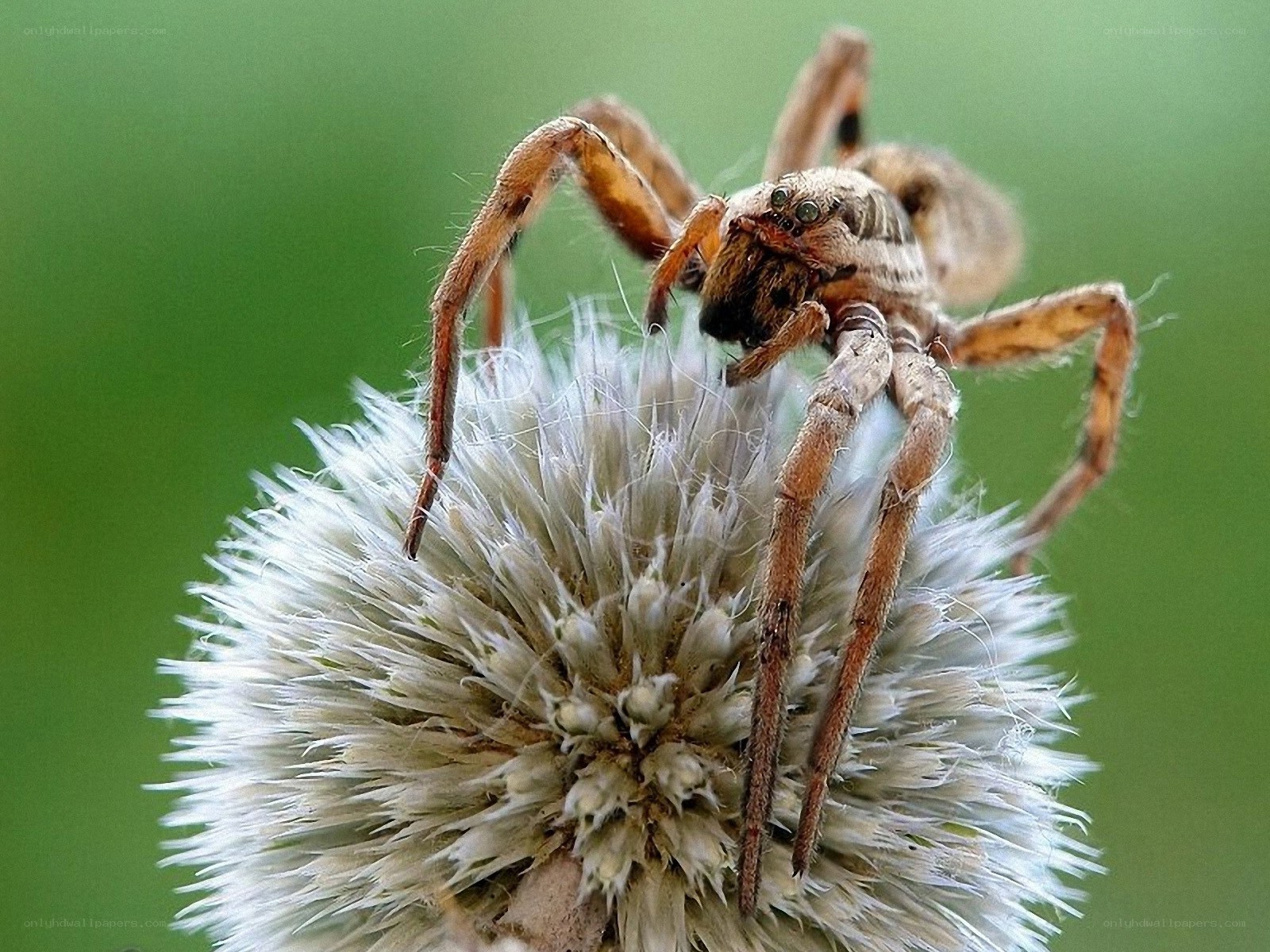 Spider on a dandelion