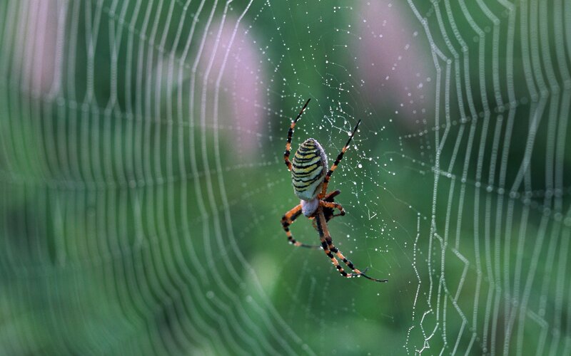 spider on a dew-covered web