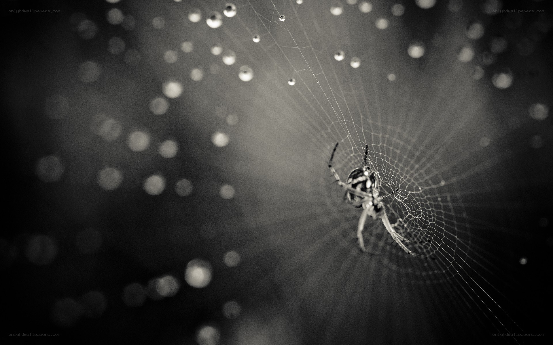 Spider on a dew-covered web