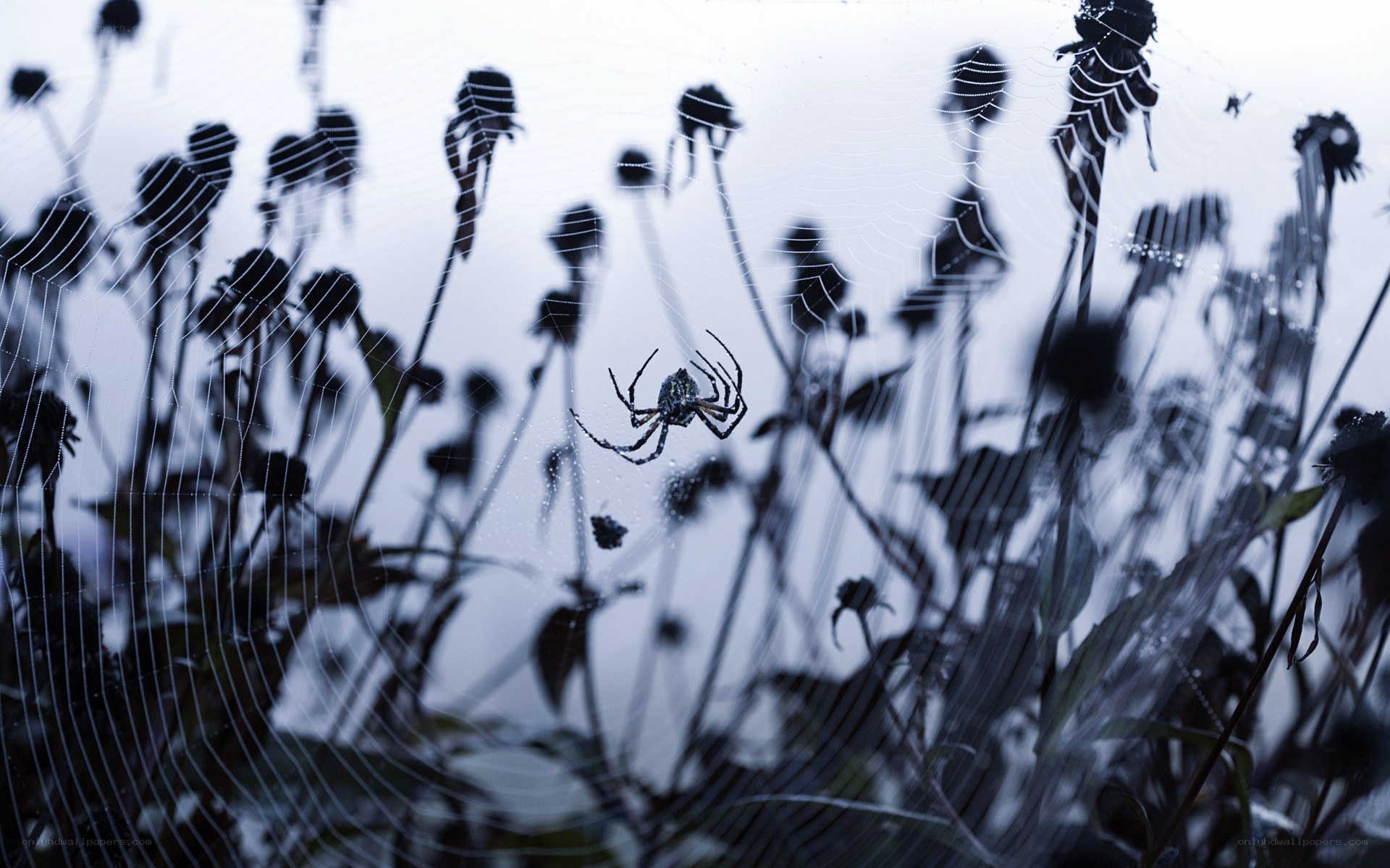 Spider on a dew-covered web