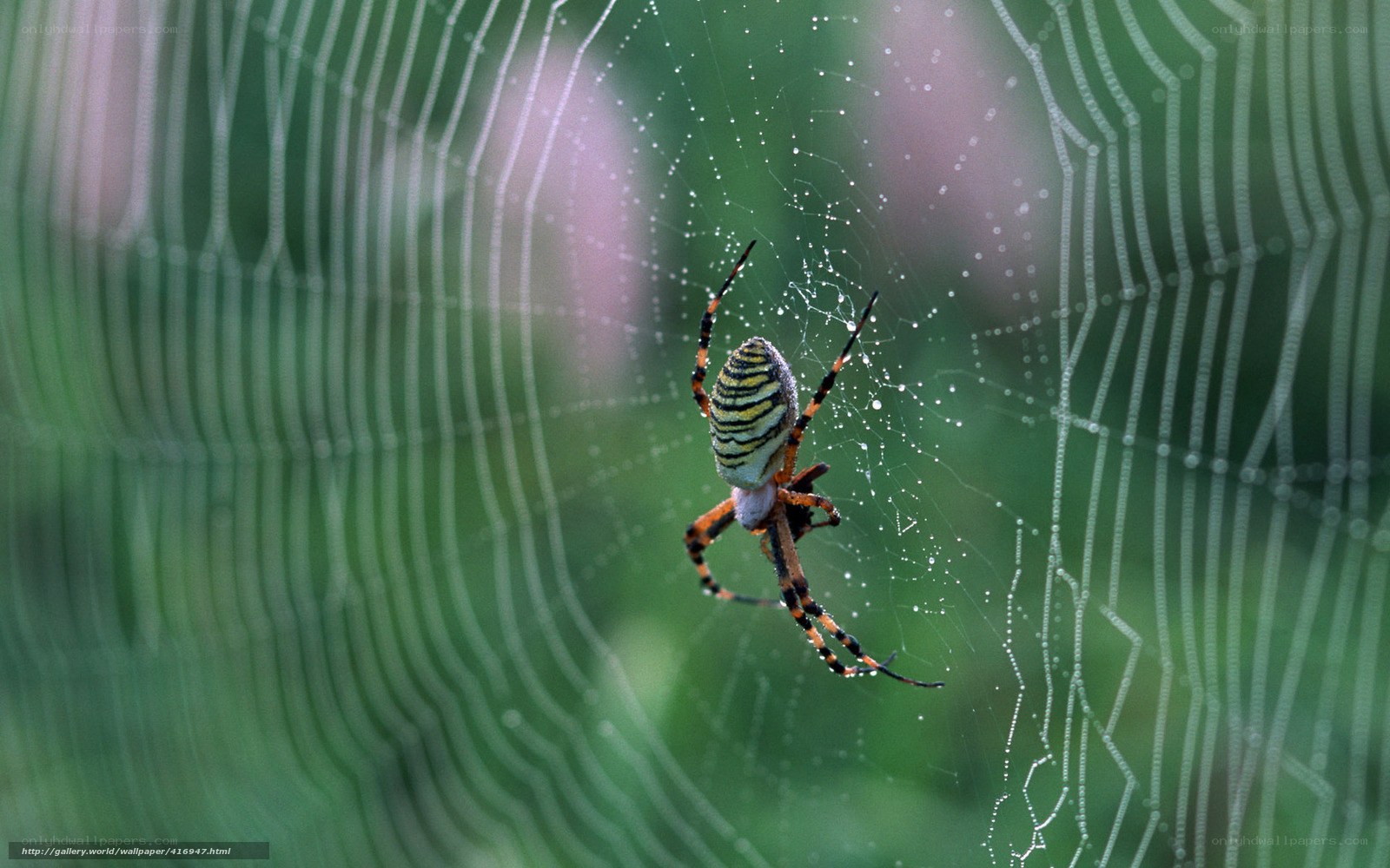 Spider on a dew-covered web