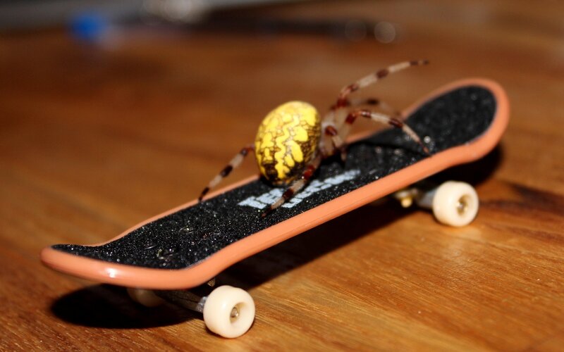 spider on a fingerboard