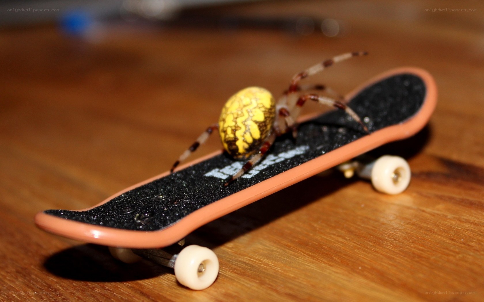 spider on a fingerboard